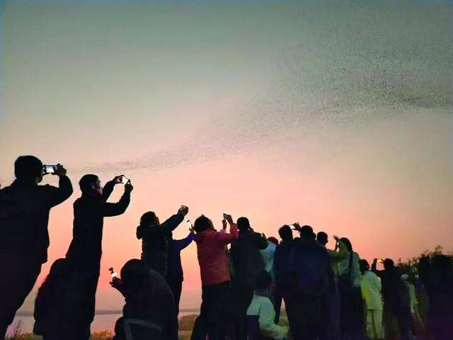 無人機貼鳥拍攝當禁！