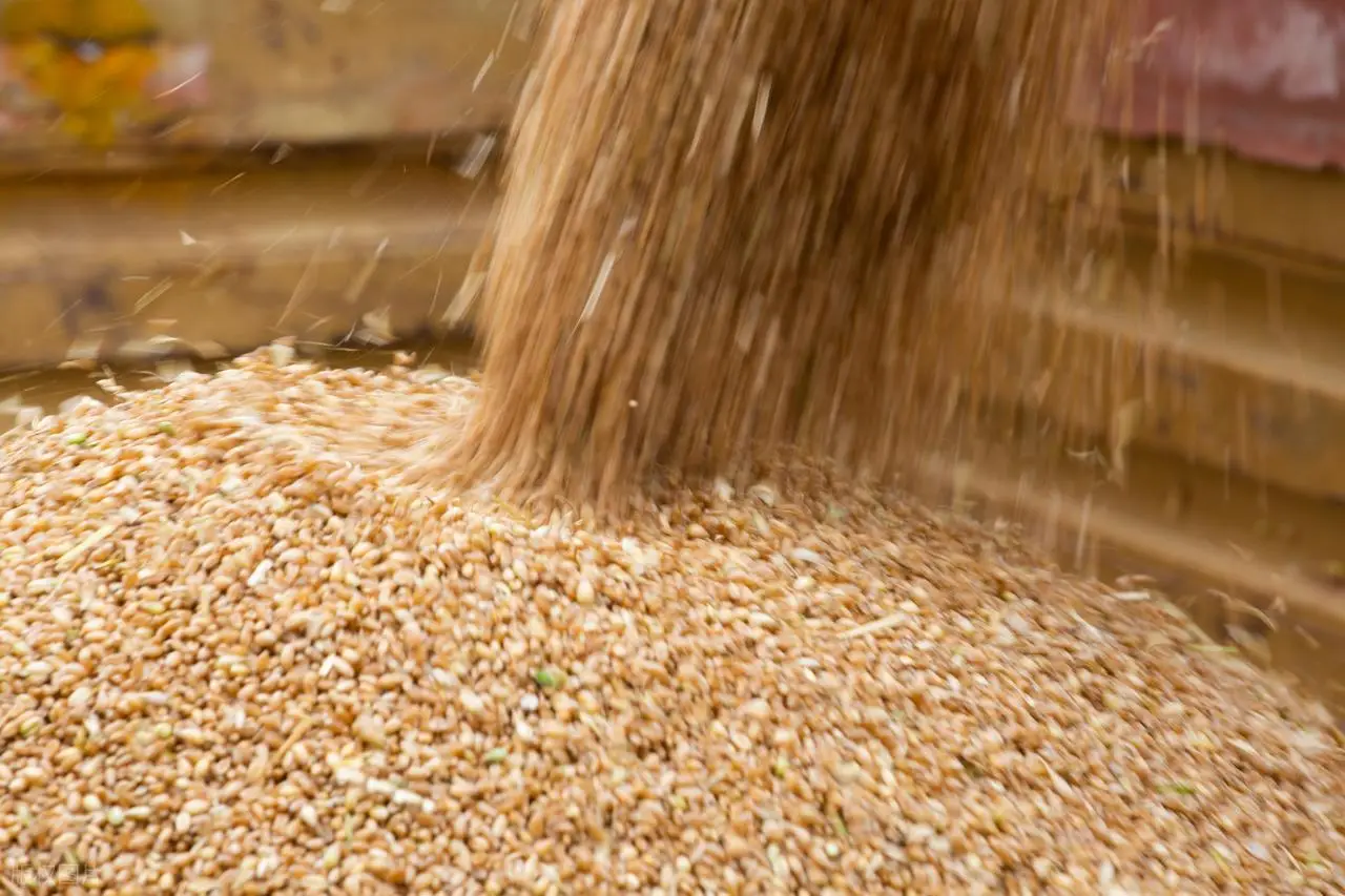 原創託市小麥拍賣清單出來了！小麥行情要反轉？