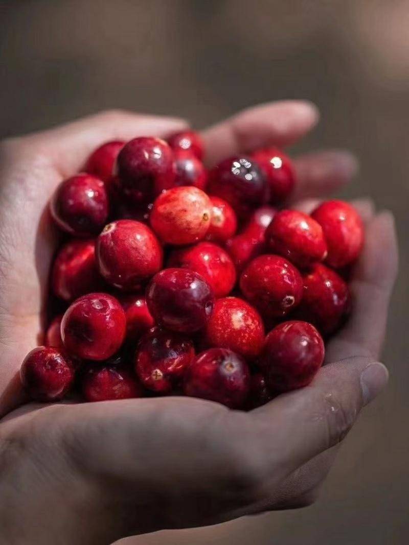 黑龍江 7 種特產美食推薦，物美價廉，讓你在家也能品嚐地道風味