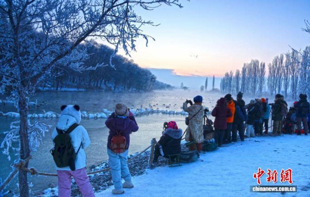 “天鵝越冬”何以成新疆冬季旅遊新景？