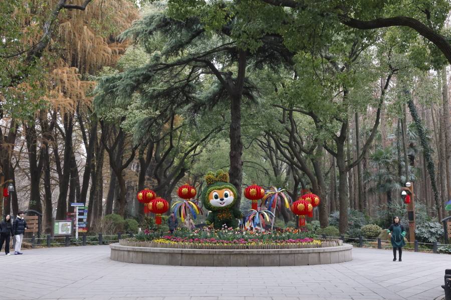 上海共青森林公園新春水仙展開幕，市民水仙雕刻大賽同步啟動