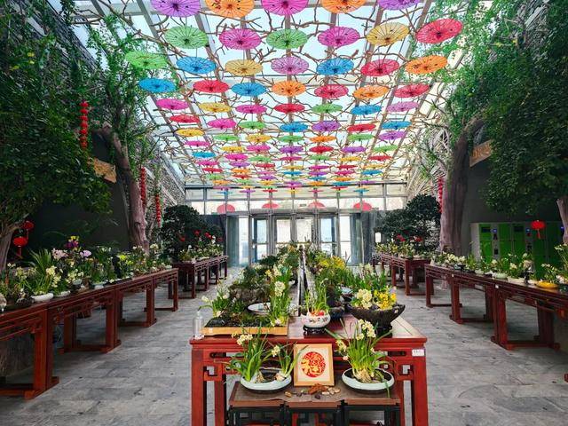 2026年新春水仙花展暨水仙雕刻藝術展亮相濟南公園