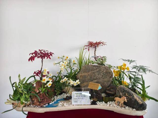 2026年新春水仙花展暨水仙雕刻藝術展亮相濟南公園