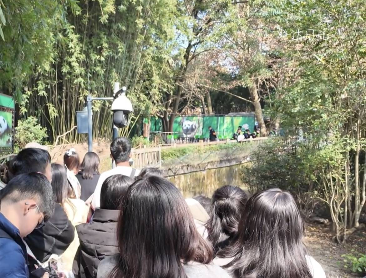 頑童向成都網紅大熊貓扔螺帽，熊貓館緊急閉館大量遊客受影響，警方：已對肇事者進行教育