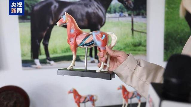 別人家的大學！青島這所高校開設“騎馬養馬”專業，央視關注
