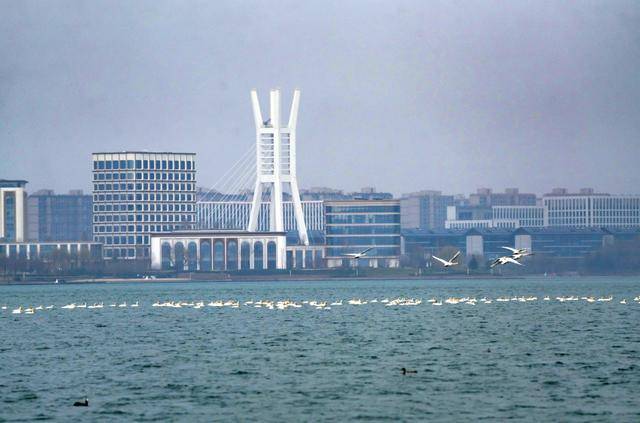 春節剛過，“小天鵝旅遊團”翩躚降臨北龍湖