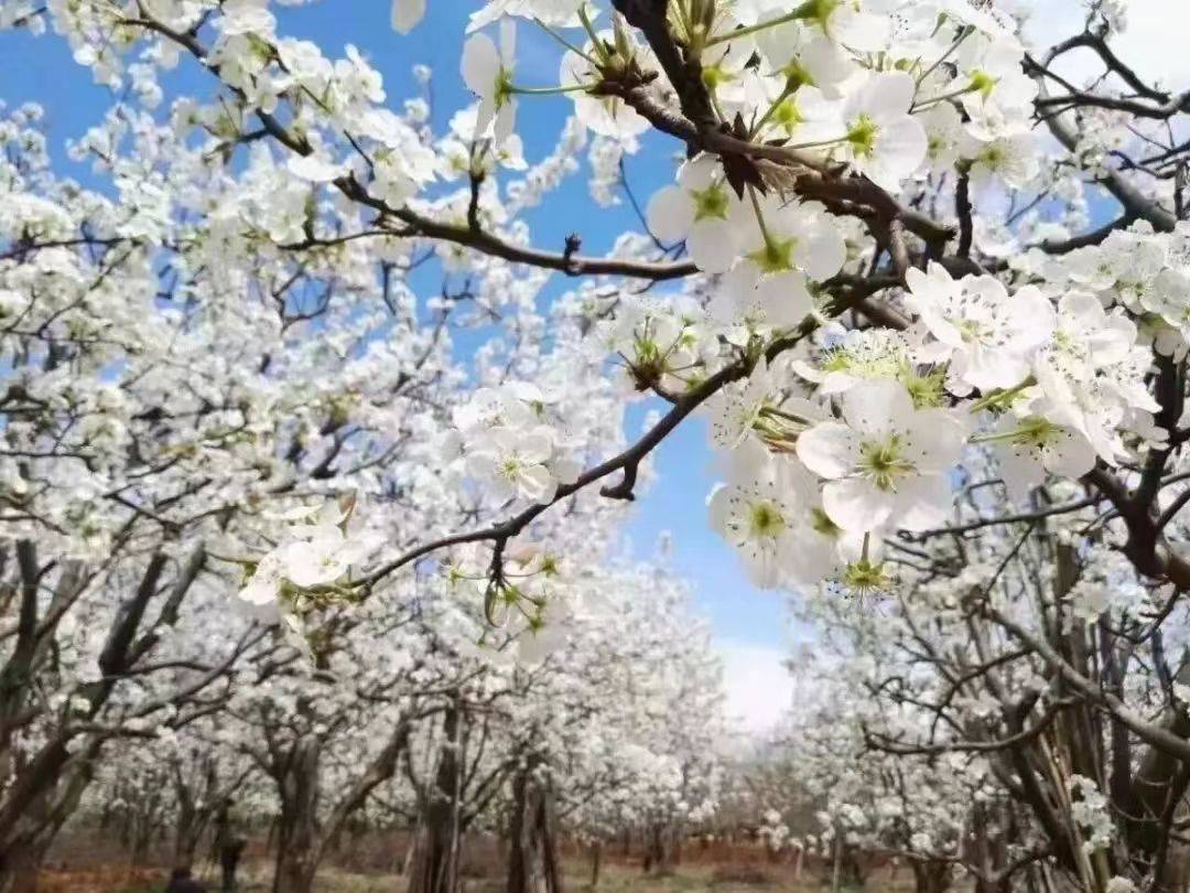 收藏這份鄭州賞花攻略，把整個春天裝進眼裡