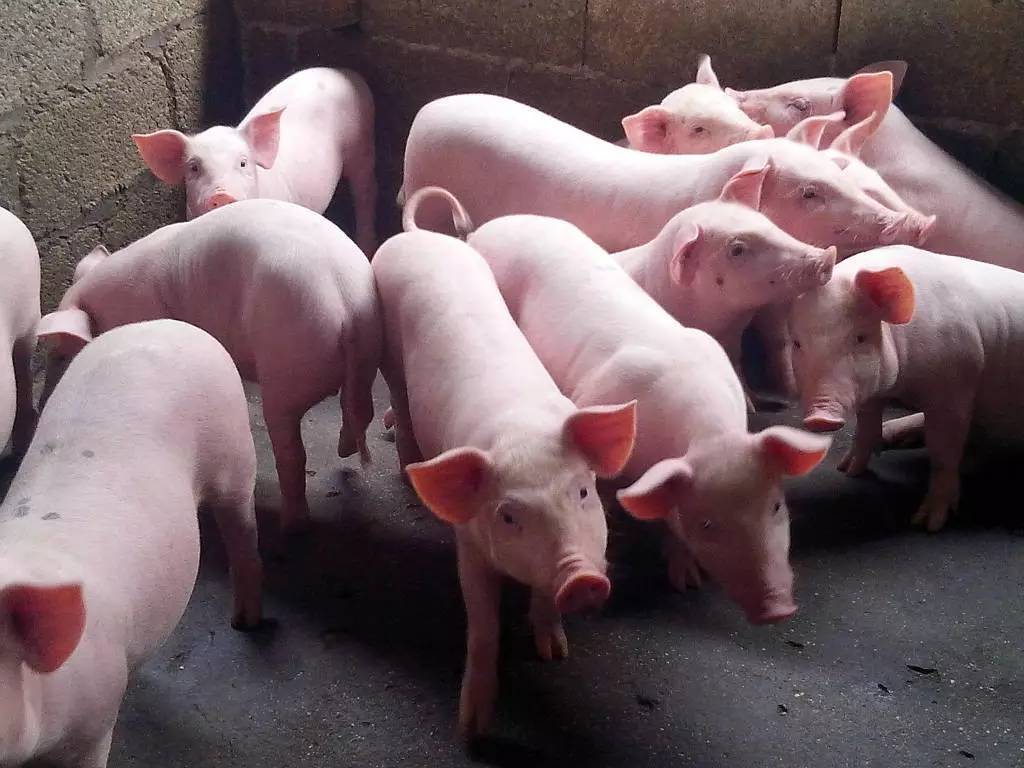 給豬喂什麼可以快速催肥？養豬的快速催肥飼餵秘籍！