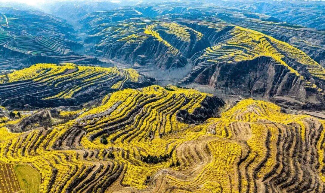 美景+美食！運城踏春賞花路線上新！5條供選！