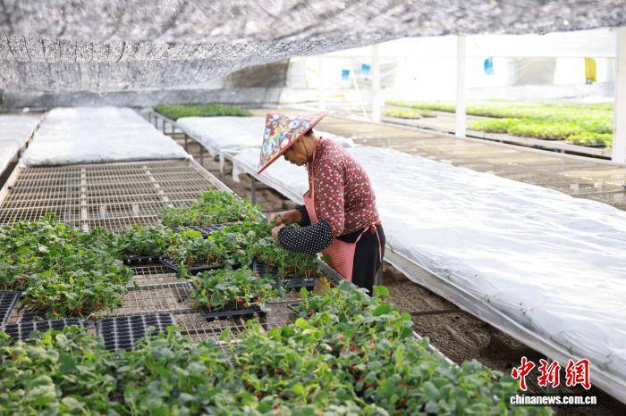 浙江桐鄉：科技育苗助春耕