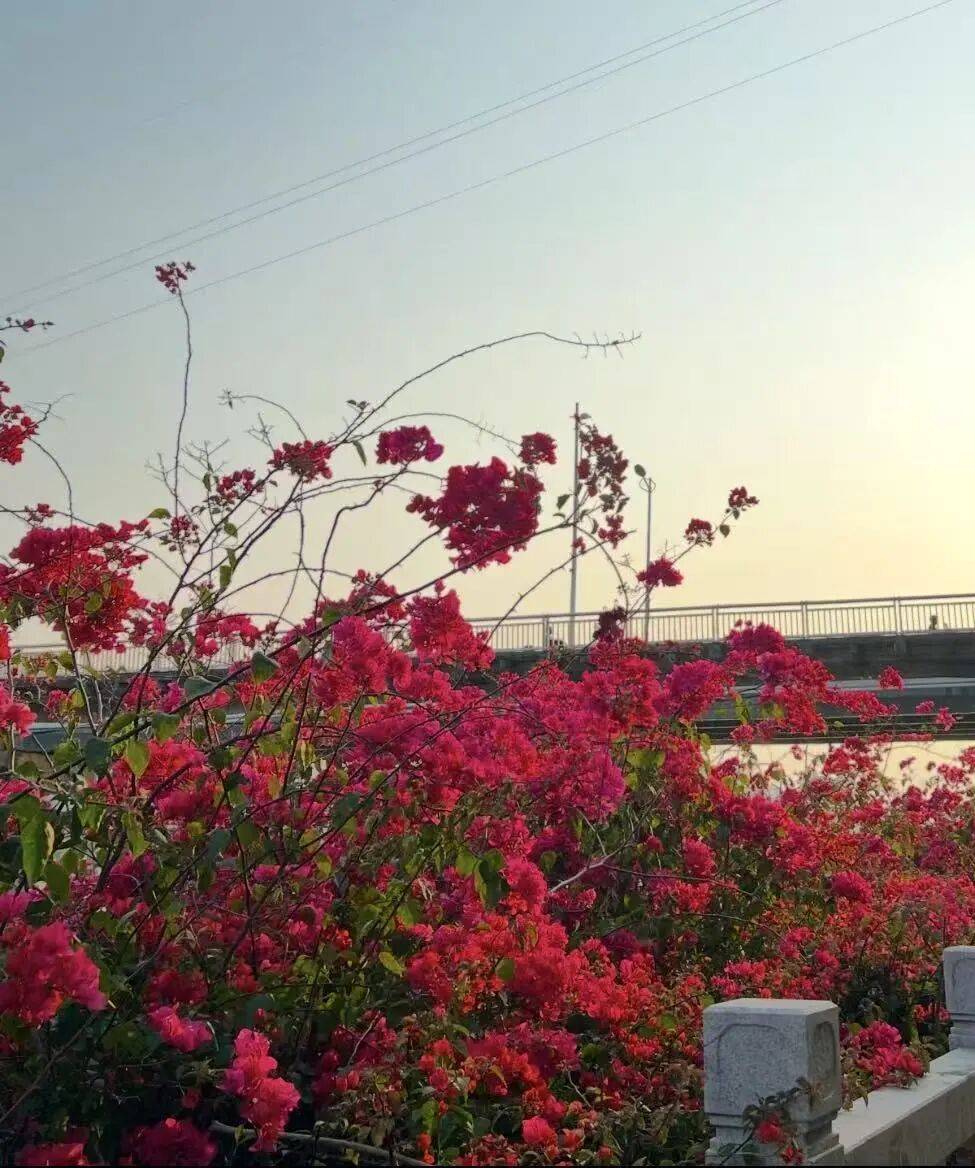 收藏！泉州春日賞花去哪裡？花期+地址全攻略