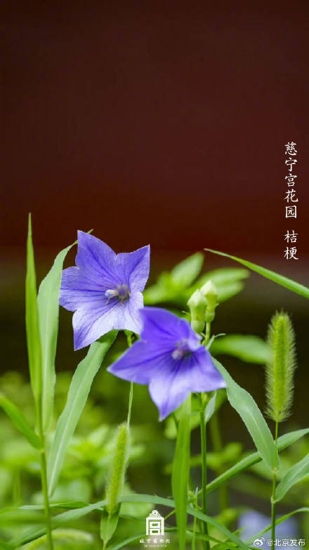 收藏瞭解！故宮裡的小眾花木也值得一看