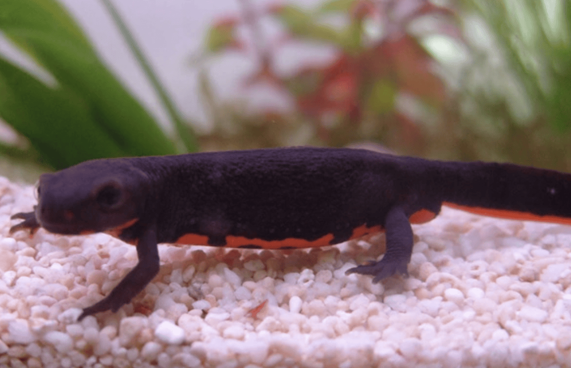 西安一家長曝小學生校門口買“小火龍魚”後嘔吐中毒，鄠邑區多部門介入調查