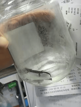 西安一家長曝小學生校門口買“小火龍魚”後嘔吐中毒，鄠邑區多部門介入調查