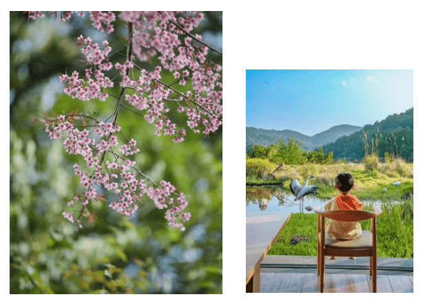 湄公河旅遊春日賞花地圖 | 把時光浪費在花事裡，剛剛好~