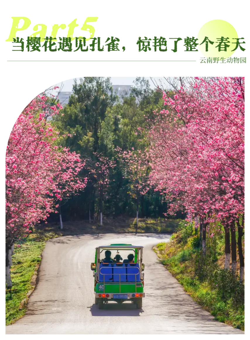 湄公河旅遊春日賞花地圖 | 把時光浪費在花事裡，剛剛好~