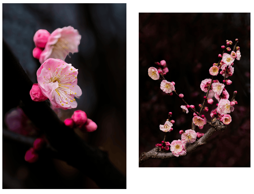 湄公河旅遊春日賞花地圖 | 把時光浪費在花事裡，剛剛好~