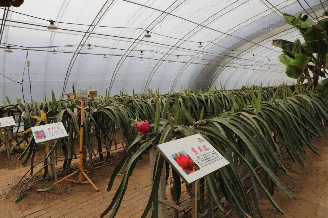 “南果北種”的科技突圍與產業新義 | 科技春耕看楊凌