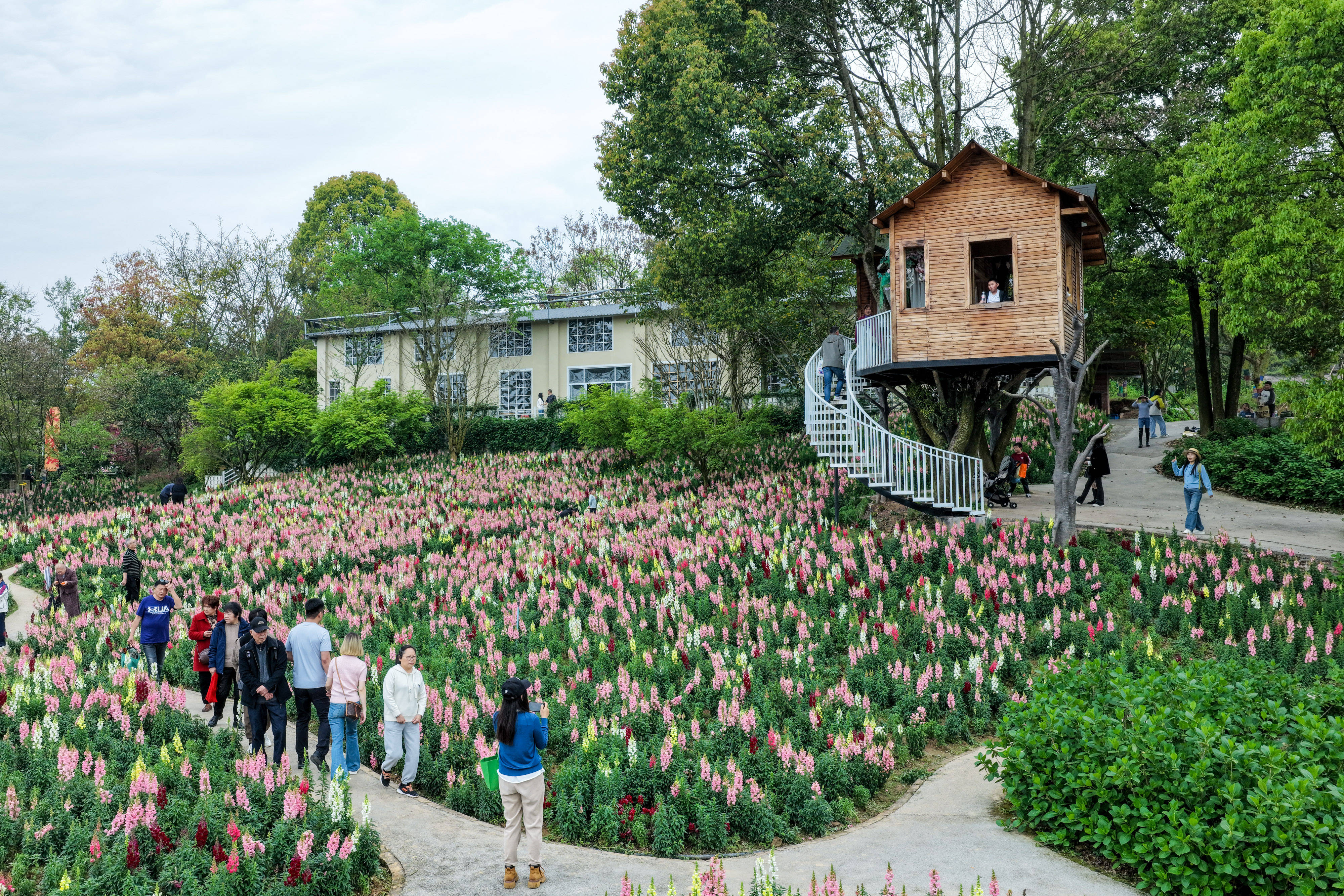 美媒：中國鄉村花卉旅遊樹立可持續典範