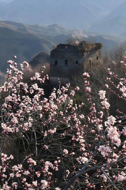 收藏轉發！春天就是要到花海里去