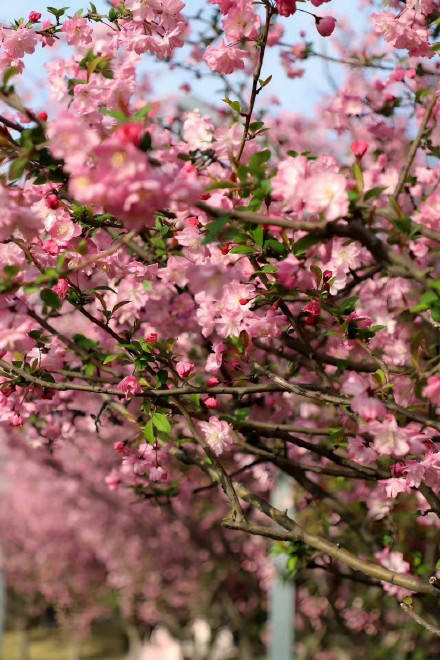 收藏轉發！春天就是要到花海里去