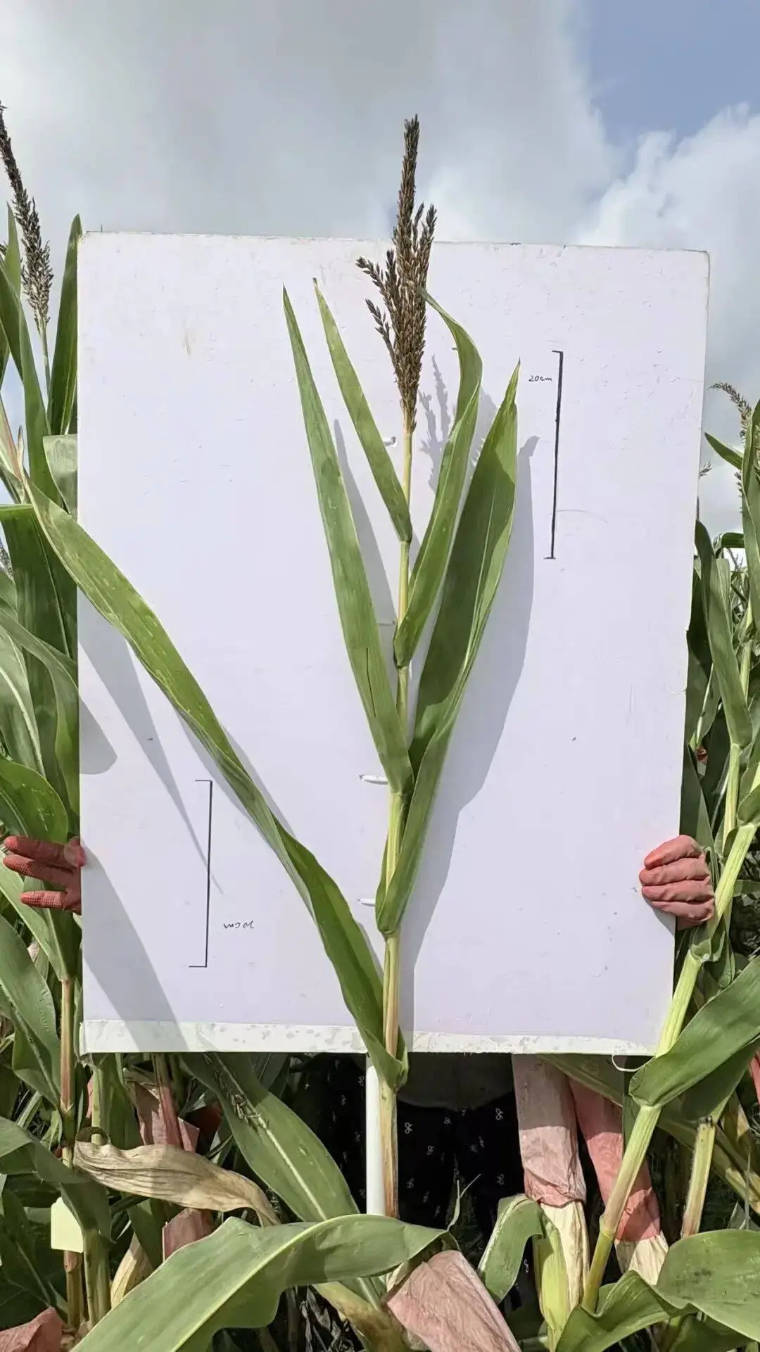 全中國最接地氣的大學生，被小看了