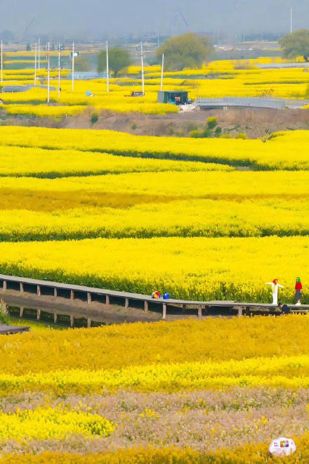收藏轉發！春天就是要到花海里去