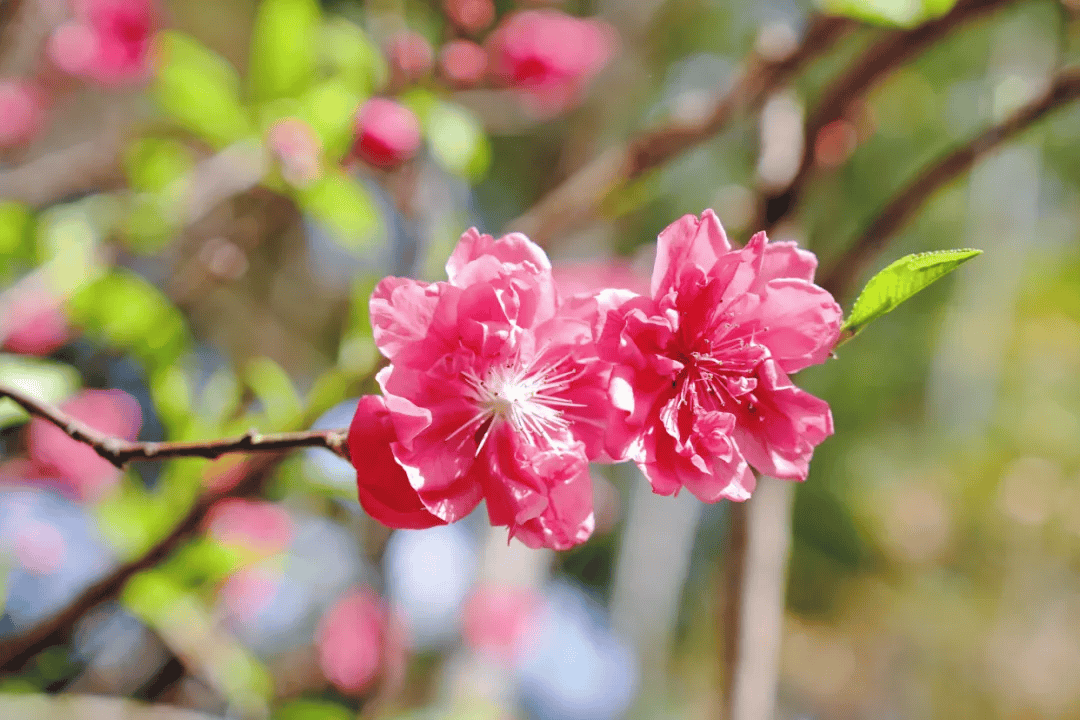 別再去人擠人的景區了！廈門這個寶藏地才是春天的正確開啟方式！古風拍照+親子農耕+知青懷舊，趕緊收藏！