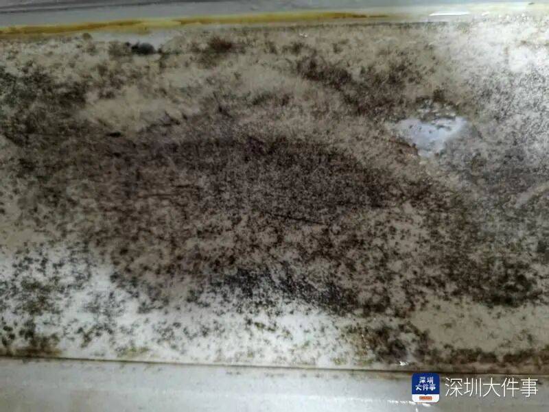 牆體發黴、有尿騷味……入住公租房半年，深圳母子很難受