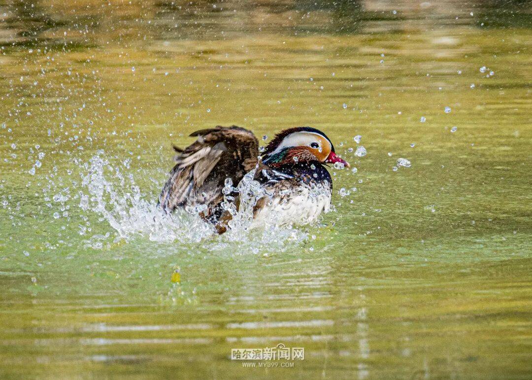 清明小長假跟著雙層巴士去“追春”｜踏青線路已做好，請收藏→