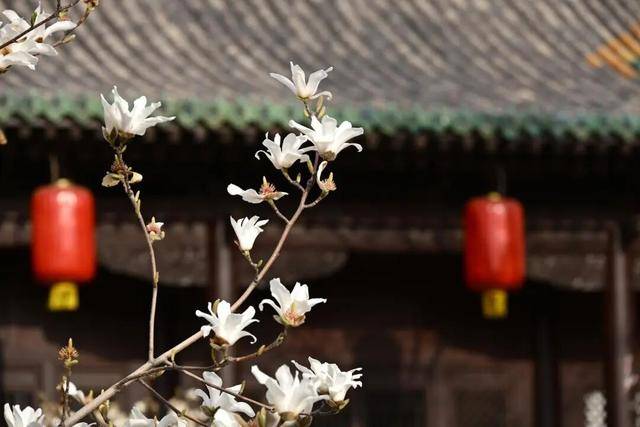 一磚一瓦遇春光，收藏這一幀幀“山河春韻圖”