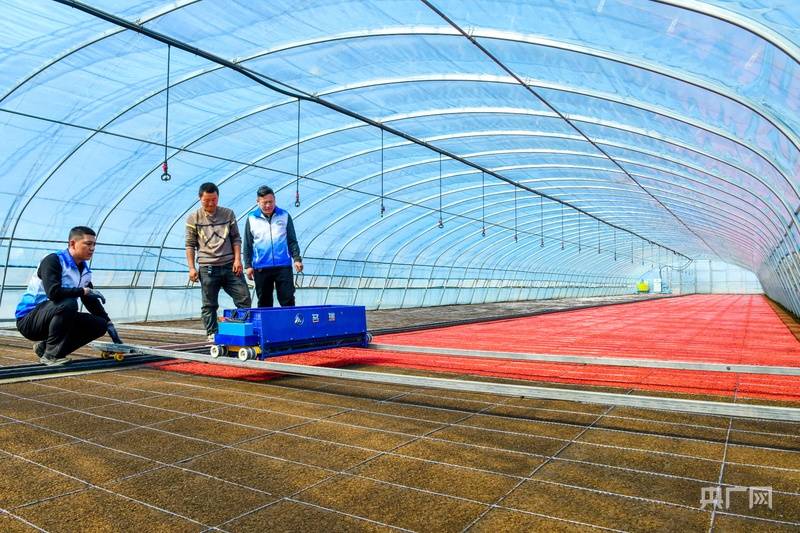 地標中國丨共青農場搶抓農時 科技賦能水稻育秧備耕