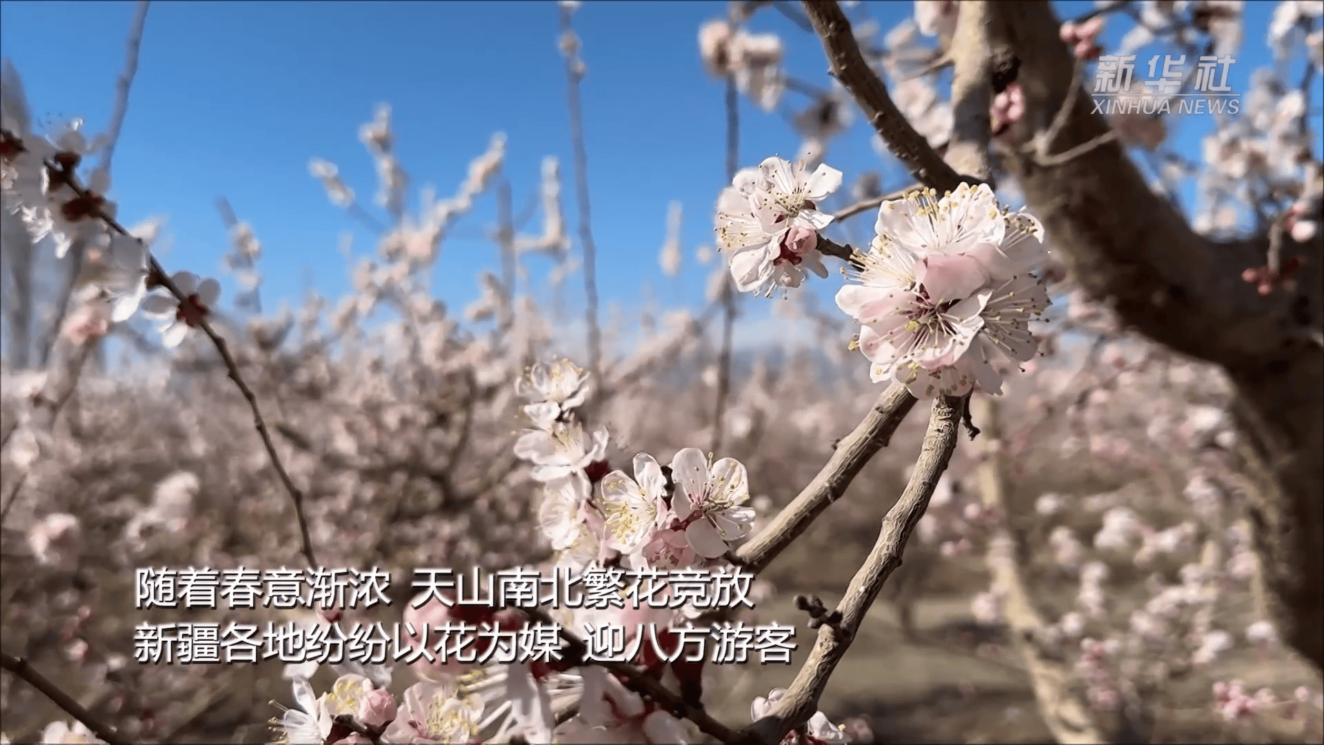 新疆以花為媒 繪旅遊新圖景