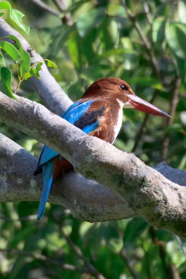 聽，深圳大學生有一群會唱歌的“鄰居”