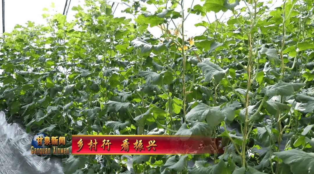 科技賦能蔬菜產業 良種良法助力鄉村振興