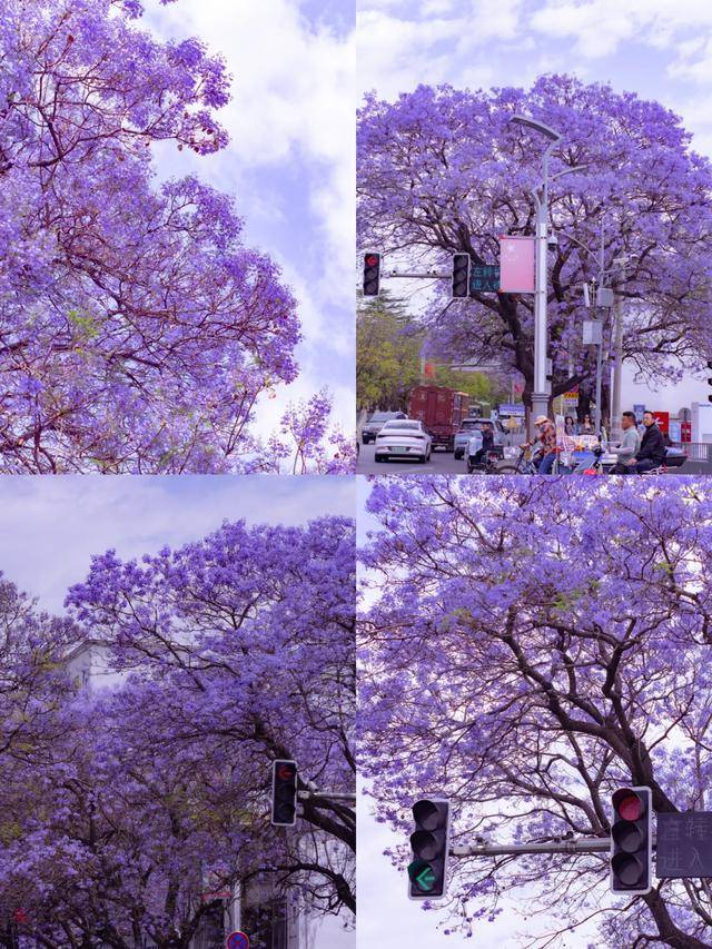比大理浪漫！比昆明更近！高鐵直達陽光小城，2萬株藍花楹美瘋！觀海登山，美食吃到爽！