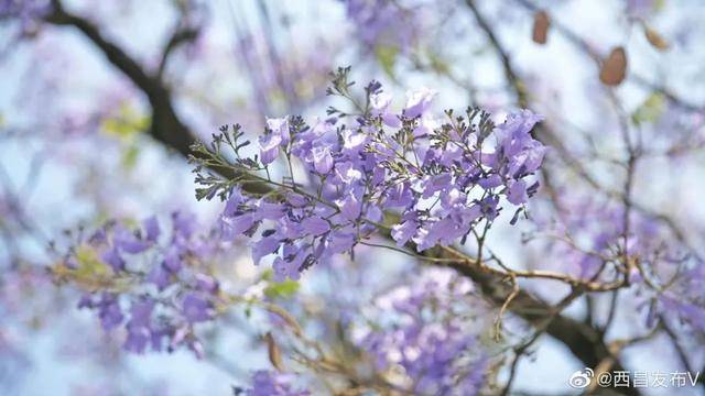 比大理浪漫！比昆明更近！高鐵直達陽光小城，2萬株藍花楹美瘋！觀海登山，美食吃到爽！