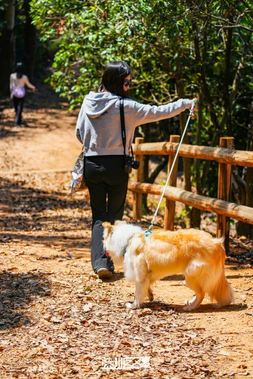 今日深圳｜聽說，羅芳郊野徑新開了個“狗狗圖書館”