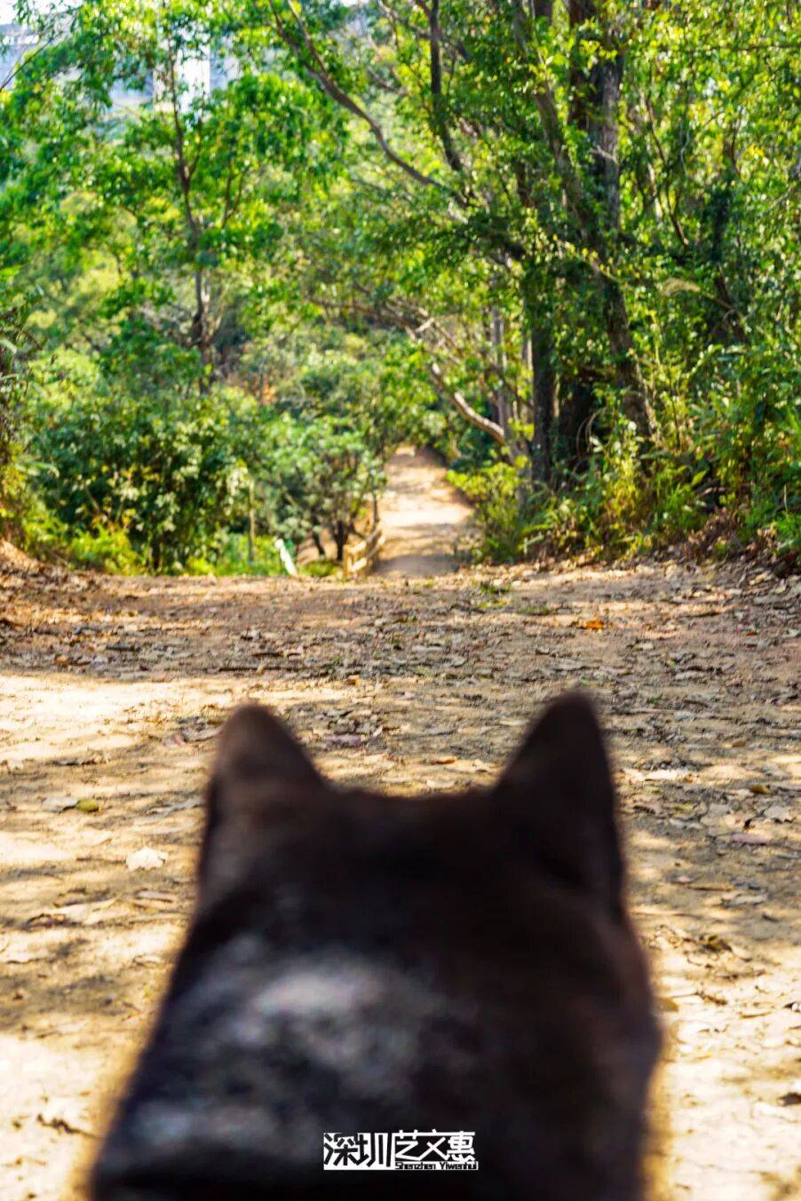 今日深圳｜聽說，羅芳郊野徑新開了個“狗狗圖書館”