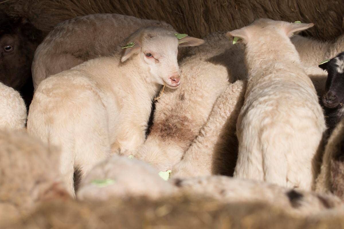 怎樣治療小羊羔拉肚子？快速急救方案！