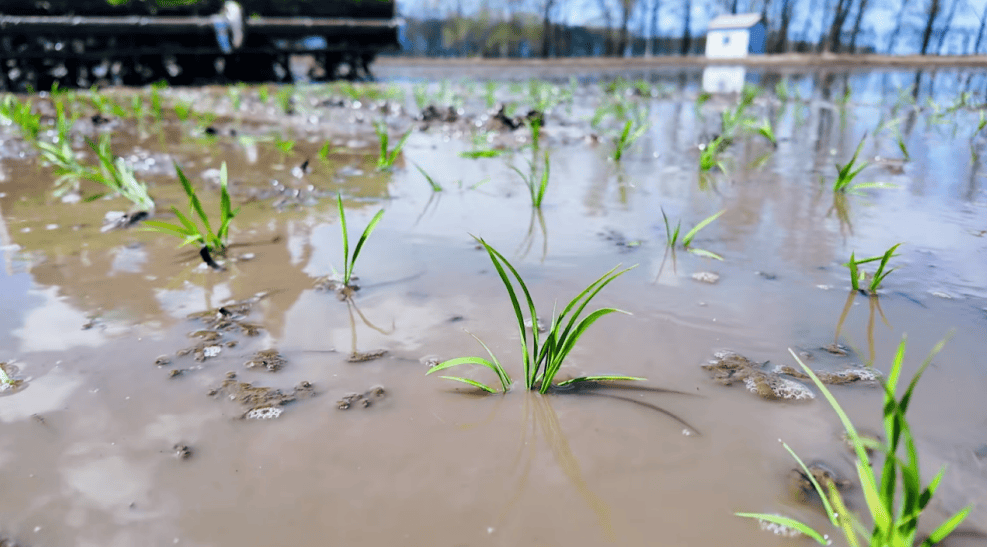 寶泉嶺：科技種植讓糧食增產贏在“插秧季”