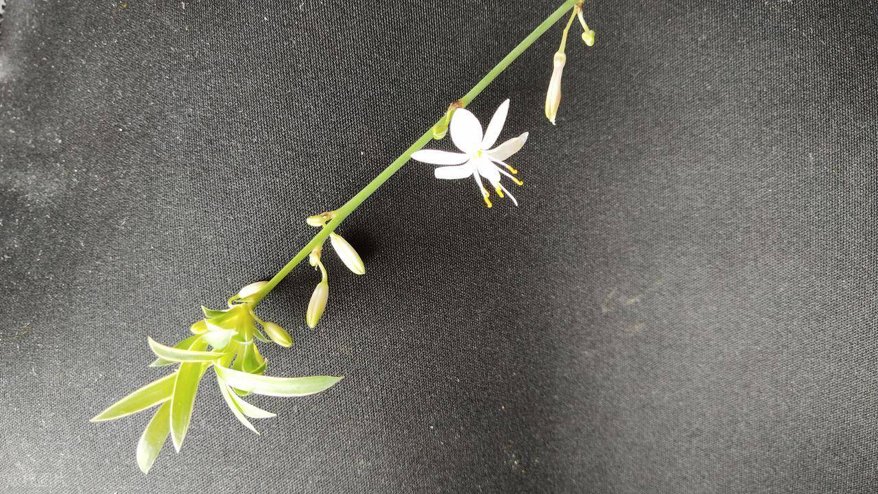 原創“竹子開花，馬上搬家”，老一輩人的忠告，真的有科學道理嗎？