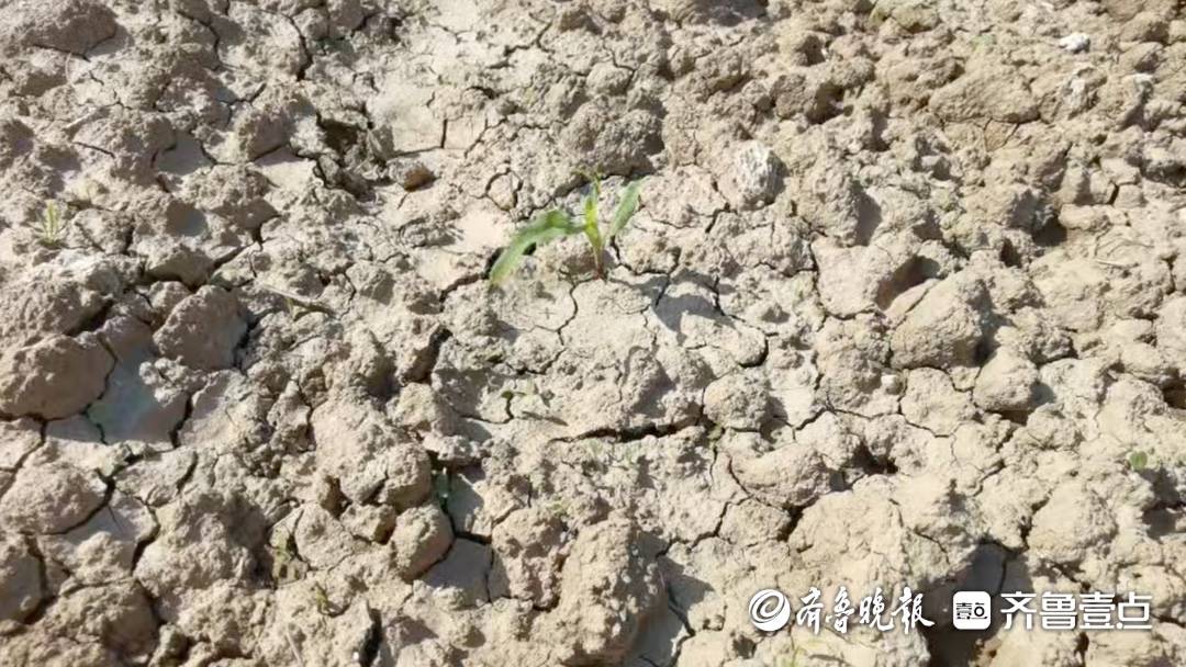 “我們來了，地就不一樣了！”數百位00後研究生“死磕”鹽鹼地