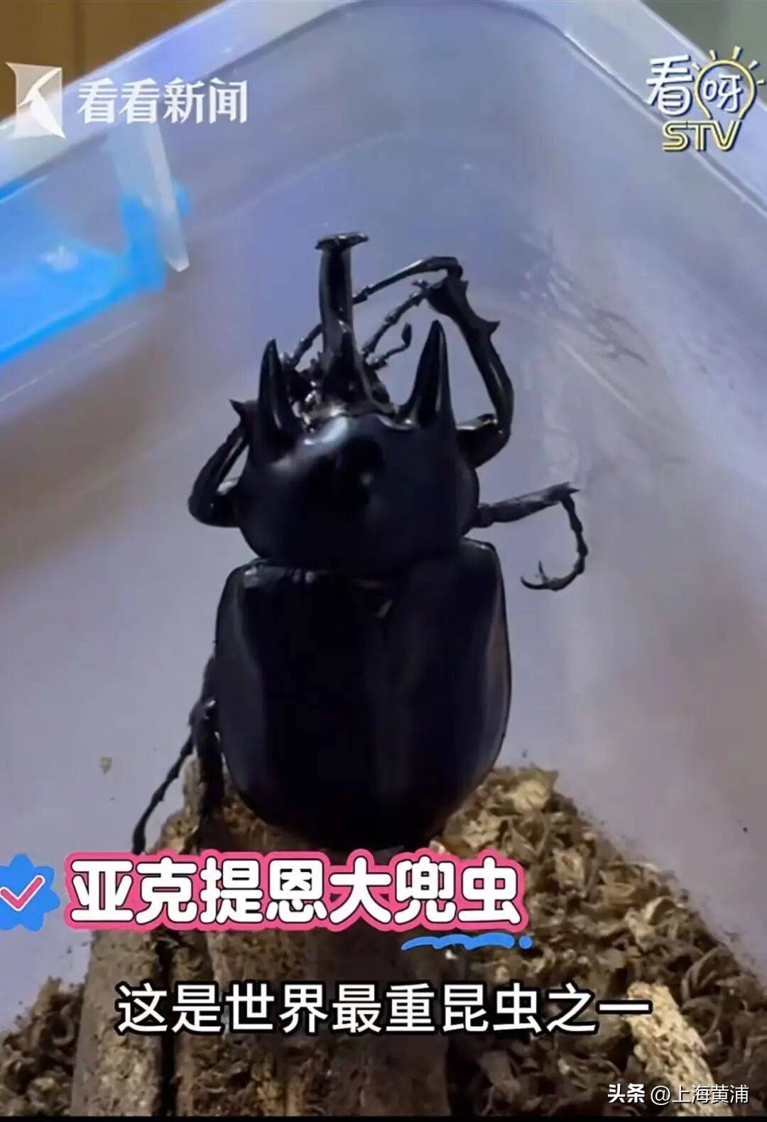 西郊公園要搬來人民廣場了？大批動物坐“定製班車”浩浩蕩蕩來市中心“上崗”，還提前“洗香香”、“做美容”！