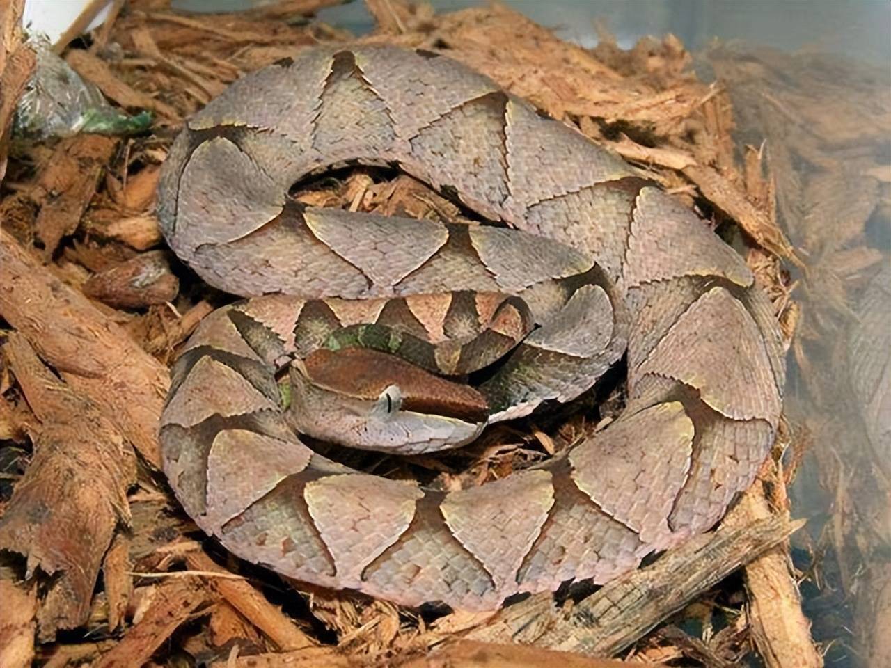 被眼鏡蛇咬了如何自救？
