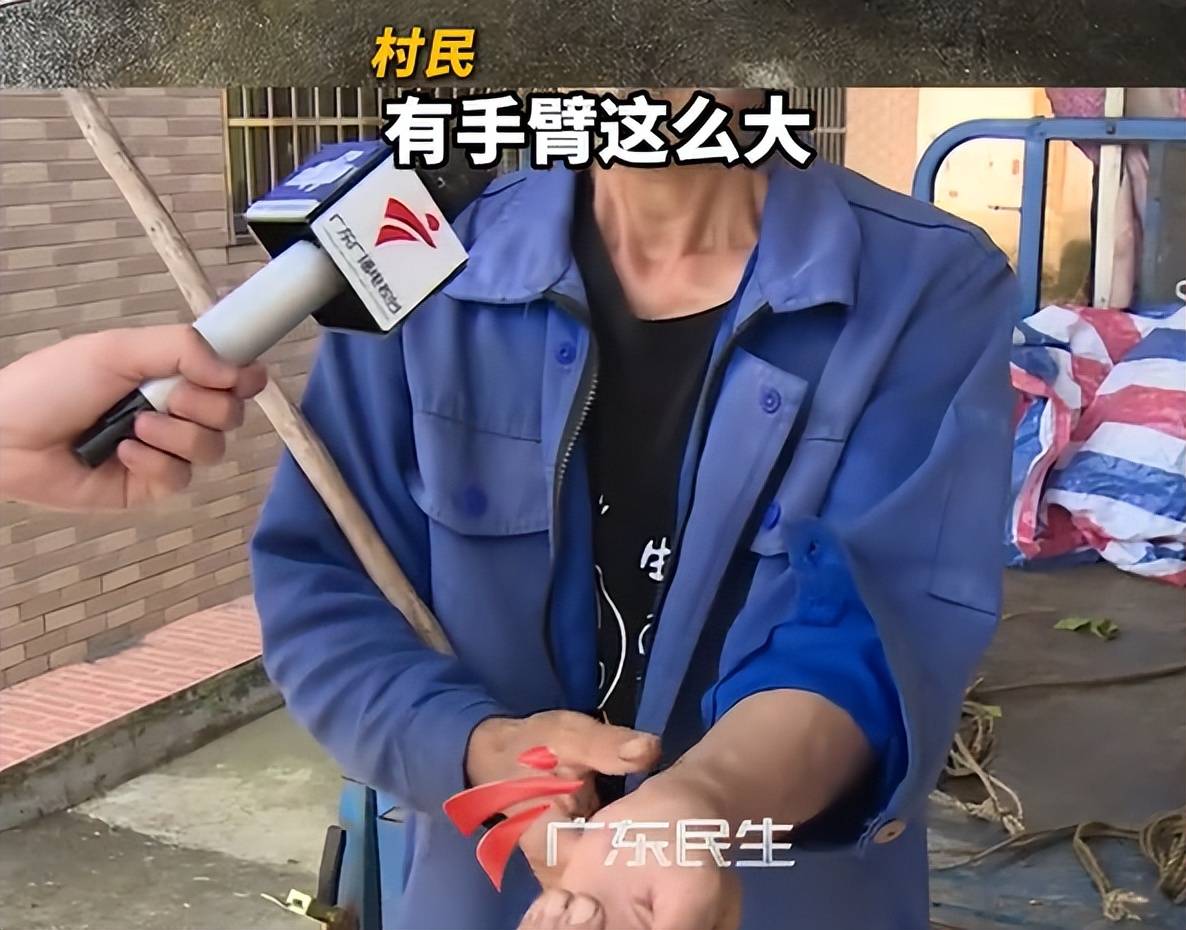 劇毒“過山峰”溜入村民家院 消防員：眼鏡王蛇吃飽後攻擊力低